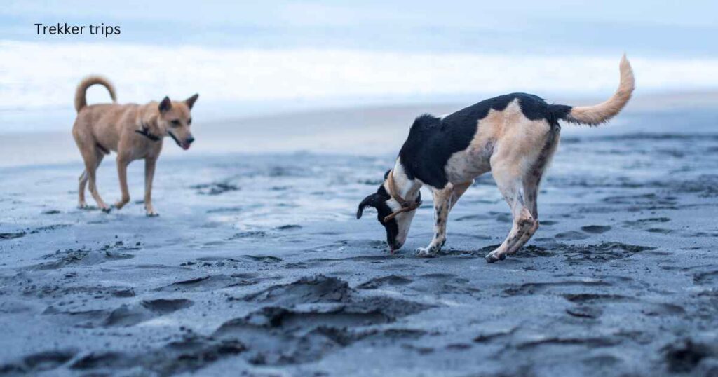 Are dogs allowed on beaches in India?