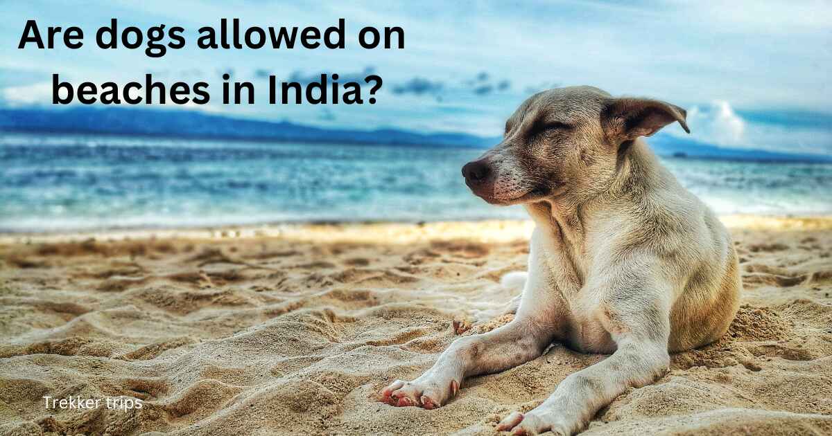 Are dogs allowed on beaches in India?